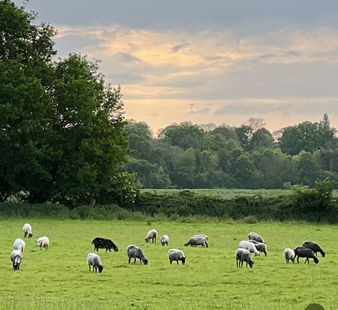 Hampshire 4ply Mini Skeins